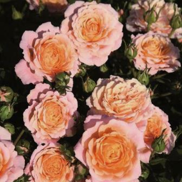 PEACH CLEMENTINE® PEACH CLEMENTINE®